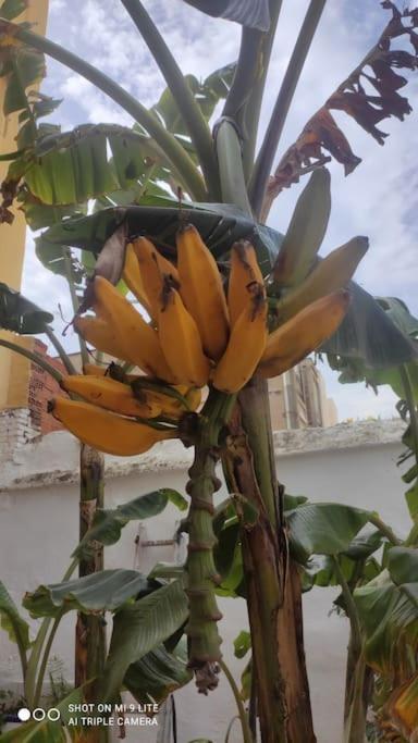 Precioso Con A/a En Ruzafa Con Terracita Privada Y Acceso A Un Jardin, 2-3 Personas Appartamento *
